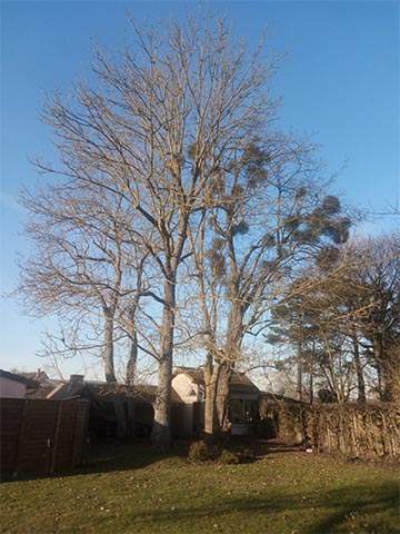 Image 01 de la galerie - Toutes Feuilles - Toutes Flammes