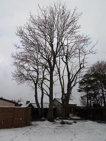 Image 02 de la galerie - Toutes Feuilles - Toutes Flammes