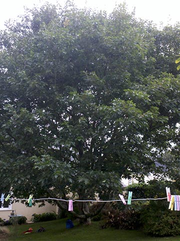 Image 03 de la galerie - Toutes Feuilles - Toutes Flammes