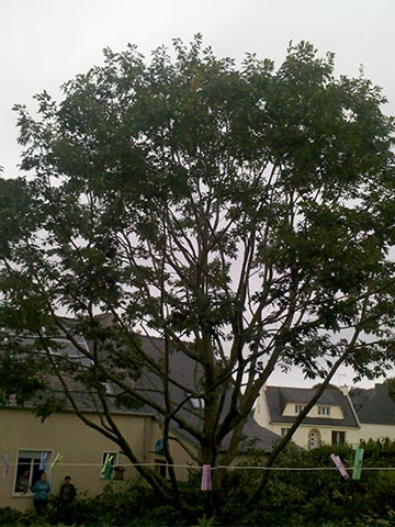 Image 04 de la galerie - Toutes Feuilles - Toutes Flammes