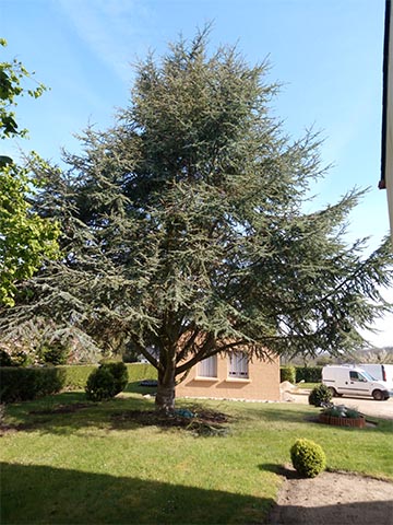 Image 07 de la galerie - Toutes Feuilles - Toutes Flammes