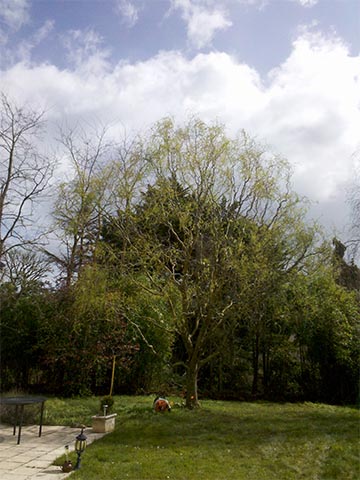 Image 10 de la galerie - Toutes Feuilles - Toutes Flammes