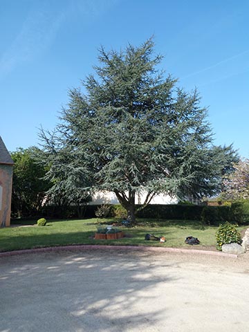 Image 11 de la galerie - Toutes Feuilles - Toutes Flammes