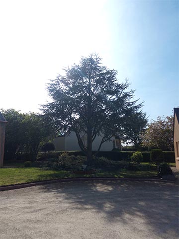 Image 12 de la galerie - Toutes Feuilles - Toutes Flammes