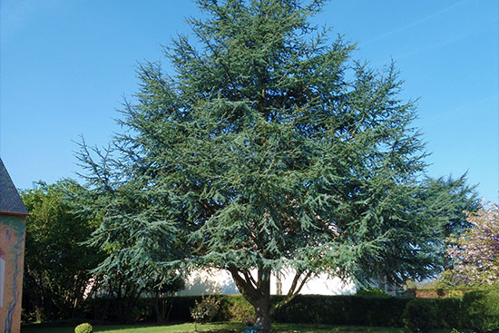 Photo d'un arbre par Toutes Feuilles - Toutes Flammes