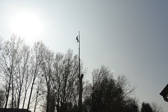 Toutes Feuilles - Toutes Flammes grimpant sur arbre